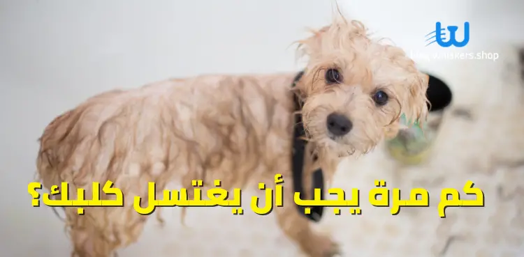 كم مرة يجب أن يغتسل كلبك؟