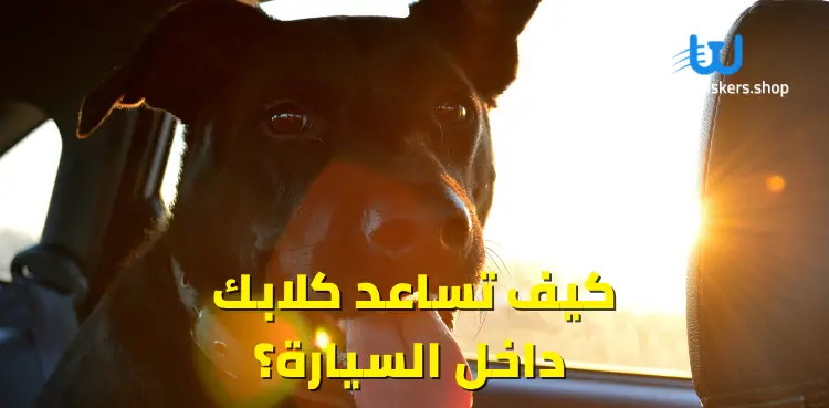 كيف تساعد كلابك داخل السيارة؟