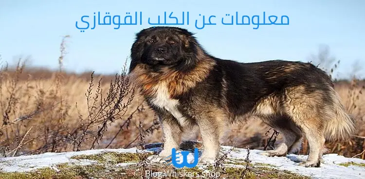 معلومات عن الكلب القوقازي