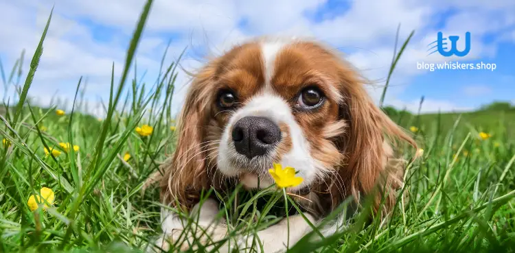 هل أكل الكلاب للأعشاب مضر؟
