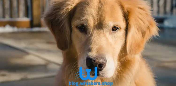 1 2 كل ما تريد معرفته حول كلب جولدن ريتريفر - معلومات، مواصفات، صور وأكثر 1 كل ما تريد معرفته حول كلب جولدن ريتريفر - معلومات، مواصفات، صور وأكثر