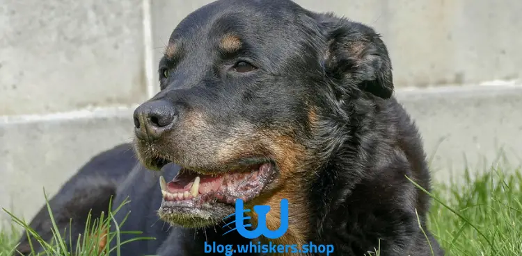 10 كل ما تريد معرفته حول كلب روت وايلر - معلومات، مواصفات، صور وأكثر 2 كل ما تريد معرفته حول كلب روت وايلر - معلومات، مواصفات، صور وأكثر
