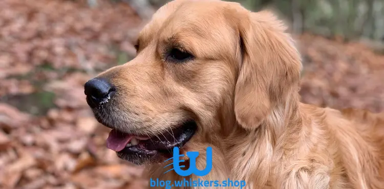 4 2 كل ما تريد معرفته حول كلب جولدن ريتريفر - معلومات، مواصفات، صور وأكثر 4 كل ما تريد معرفته حول كلب جولدن ريتريفر - معلومات، مواصفات، صور وأكثر