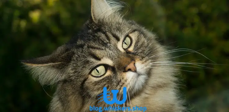 7 2 التنفس السريع عند القطط: الأسباب والأعراض وطرق العلاج 1 التنفس السريع عند القطط: الأسباب والأعراض وطرق العلاج