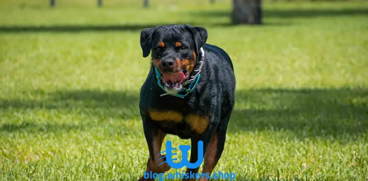 7 3 كل ما تريد معرفته حول كلب روت وايلر - معلومات، مواصفات، صور وأكثر 4 كل ما تريد معرفته حول كلب روت وايلر - معلومات، مواصفات، صور وأكثر