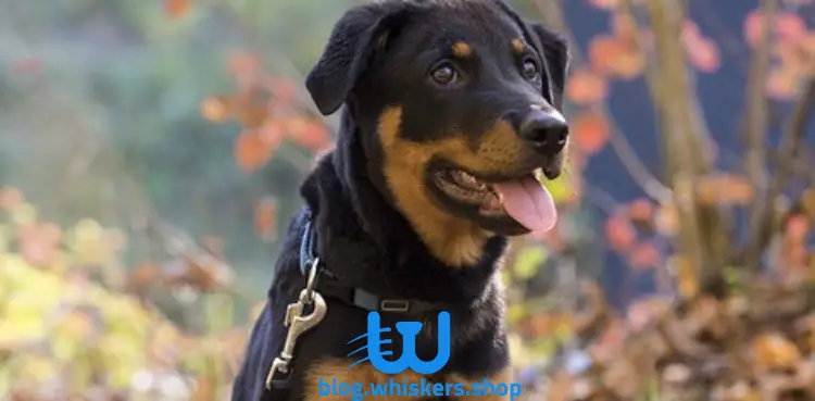 9 كل ما تريد معرفته حول كلب روت وايلر - معلومات، مواصفات، صور وأكثر 3 كل ما تريد معرفته حول كلب روت وايلر - معلومات، مواصفات، صور وأكثر
