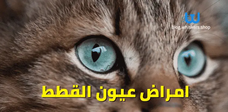امراض عيون القطط 