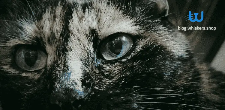 امراض عيون القطط 