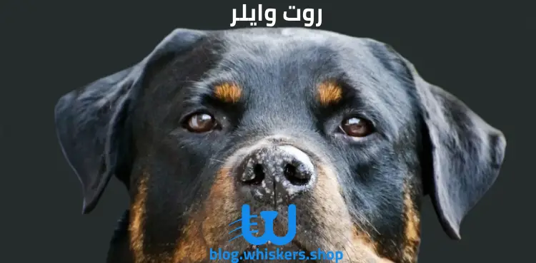 روت وايلر كل ما تريد معرفته حول كلب روت وايلر - معلومات، مواصفات، صور وأكثر 2 كل ما تريد معرفته حول كلب روت وايلر - معلومات، مواصفات، صور وأكثر