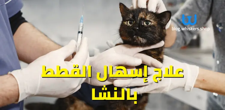 علاج إسهال القطط بالنشا علاج إسهال القطط بالنشا وكيفية الإصابة 1 علاج إسهال القطط بالنشا وكيفية الإصابة