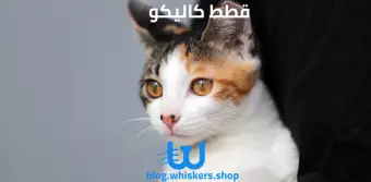 قطط كاليكو