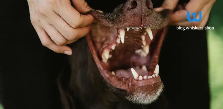 كيفية العناية بأسنان الكلاب