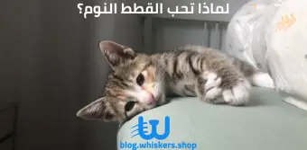 لماذا تحب القطط النوم