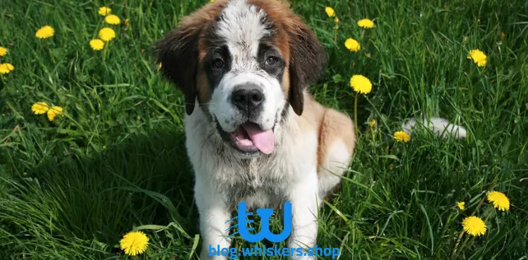 5 2 كل ما تريد معرفته حول كلب سانت برنارد - معلومات، مواصفات، صور وأكثر 4 كل ما تريد معرفته حول كلب سانت برنارد - معلومات، مواصفات، صور وأكثر