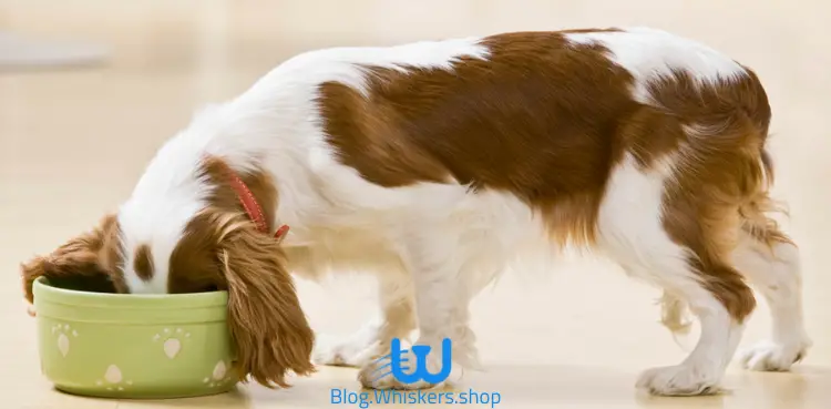 ماذا يأكل الكلب الصغير؟ دليل تغذية الجراء للمبتدئين