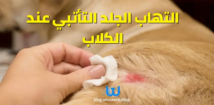 التهاب الجلد التأتبي عند الكلاب