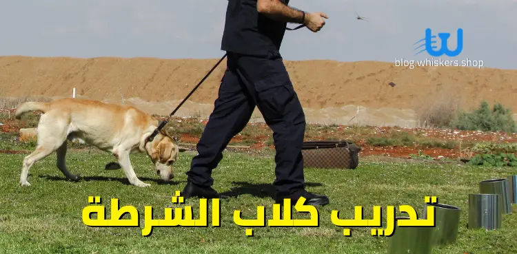 تدريب كلاب الشرطة
