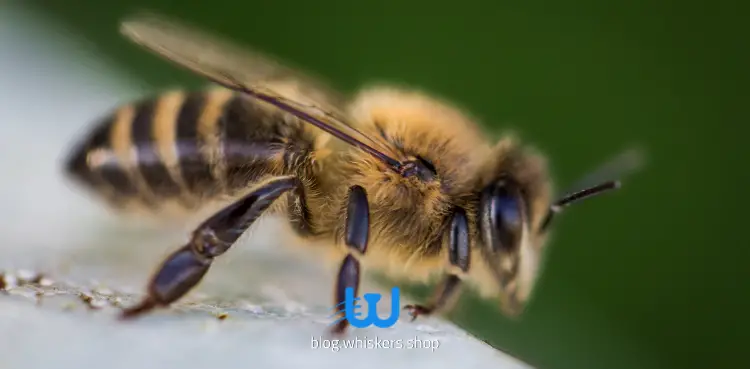 علاج قرصة النحل للكلاب
