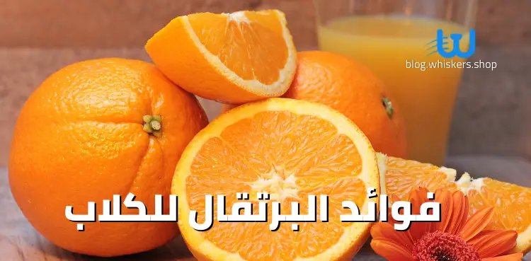 فوائد البرتقال للكلاب