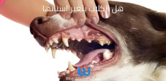 هل الكلاب بتغير اسنانها