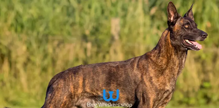 كلب الراعي الهولندي