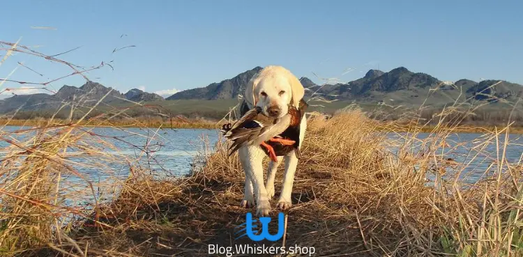 تدريب كلاب الصيد