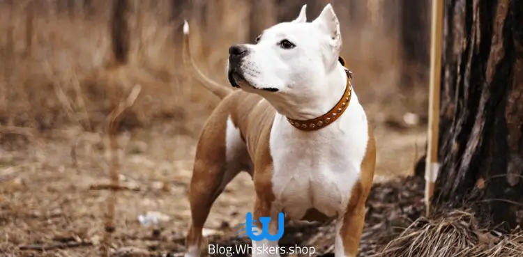ستافوردشاير تيرير الأمريكي  - American Staffordshire Terrier