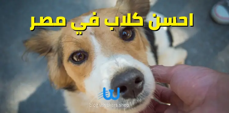 احسن كلاب في مصر