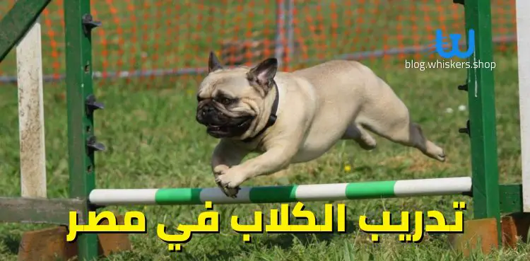 تدريب الكلاب في مصر