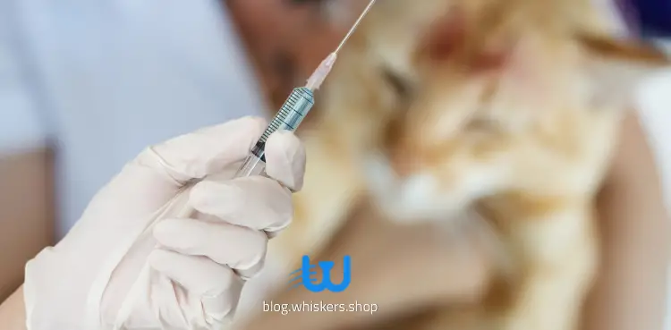 القطط من سن كام؟ 1 هل يمكن تطعيم القطط مجانا؟ أسعار تطعيم القطط في مصر لعام 2022 3 هل يمكن تطعيم القطط مجانا؟ أسعار تطعيم القطط في مصر لعام 2022