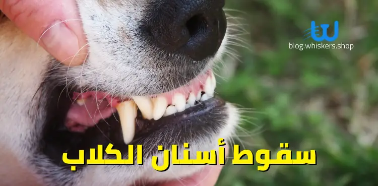 سقوط أسنان الكلاب