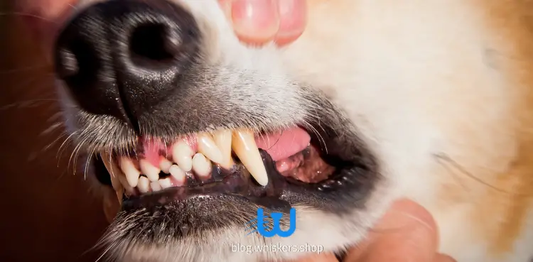 سقوط أسنان الكلاب
