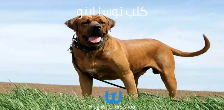 كلب توسا اينو
