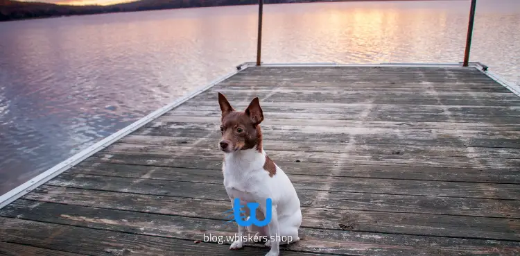 كلب رات تيرير 5 كل ما تريد معرفته حول كلب رات تيرير| معلومات، صور وأكثر 1 كل ما تريد معرفته حول كلب رات تيرير| معلومات، صور وأكثر