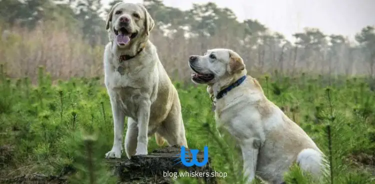كلب لابسكي 2 كل ما تريد معرفته حول كلب لابسكي - معلومات، مواصفات، صور 1 كل ما تريد معرفته حول كلب لابسكي - معلومات، مواصفات، صور