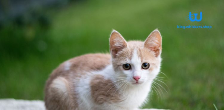خدش القطط خطير 1 كيف تساعد قطتك على التنفس بشكل أفضل في 7 خطوات! 2 كيف تساعد قطتك على التنفس بشكل أفضل في 7 خطوات!