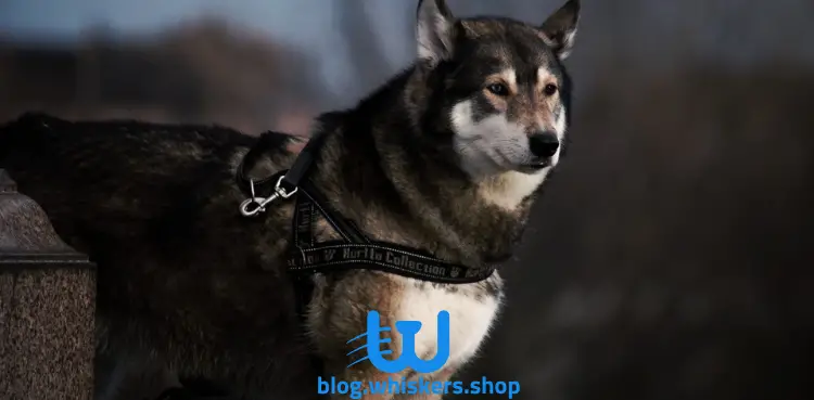 11 5 كل ما تريد معرفته عن كلب شيكوكو - معلومات، صور وأكثر 4 كل ما تريد معرفته عن كلب شيكوكو - معلومات، صور وأكثر