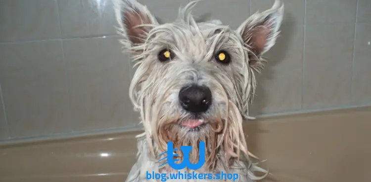 11 8 كل ما تريد معرفته عن كلب بيرجر بيكارد - معلومات، صور وأكثر 4 كل ما تريد معرفته عن كلب بيرجر بيكارد - معلومات، صور وأكثر