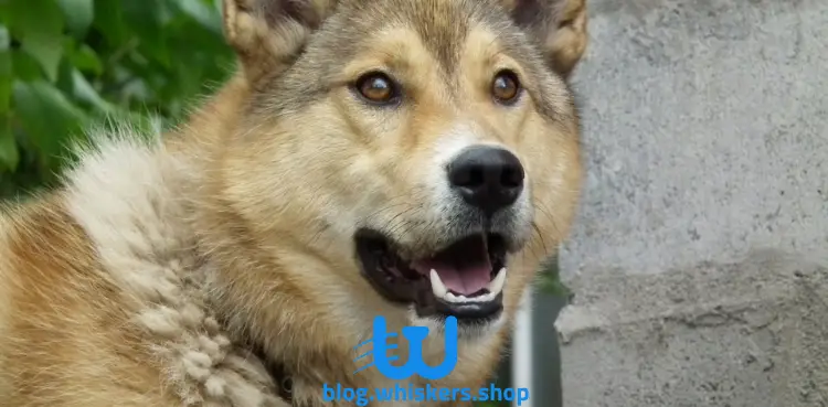 12 2 كل ما تريد معرفته عن كلب شيكوكو - معلومات، صور وأكثر 5 كل ما تريد معرفته عن كلب شيكوكو - معلومات، صور وأكثر