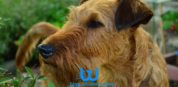 12 5 كل ما تريد معرفته عن كلب بيرجر بيكارد - معلومات، صور وأكثر 5 كل ما تريد معرفته عن كلب بيرجر بيكارد - معلومات، صور وأكثر