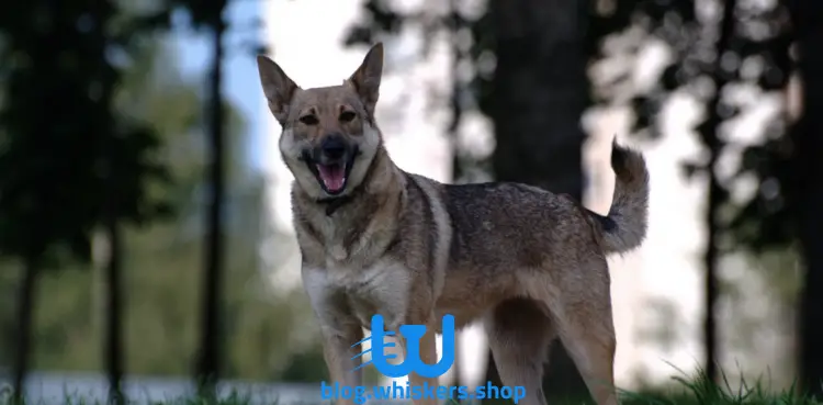 13 1 كل ما تريد معرفته عن كلب شيكوكو - معلومات، صور وأكثر 6 كل ما تريد معرفته عن كلب شيكوكو - معلومات، صور وأكثر