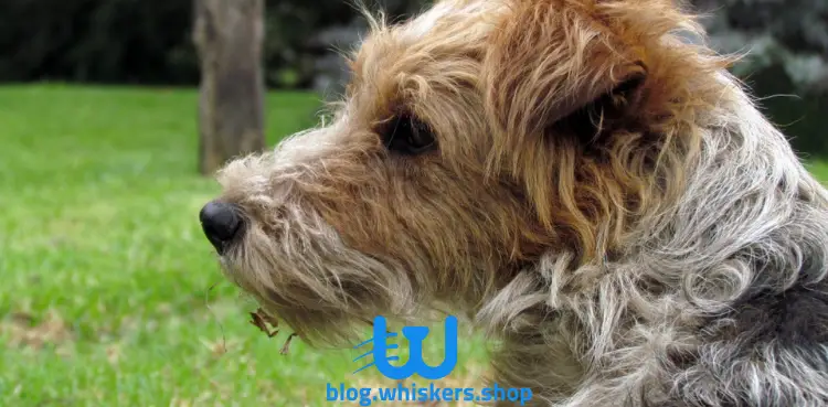 14 4 كل ما تريد معرفته عن كلب بيرجر بيكارد - معلومات، صور وأكثر 7 كل ما تريد معرفته عن كلب بيرجر بيكارد - معلومات، صور وأكثر
