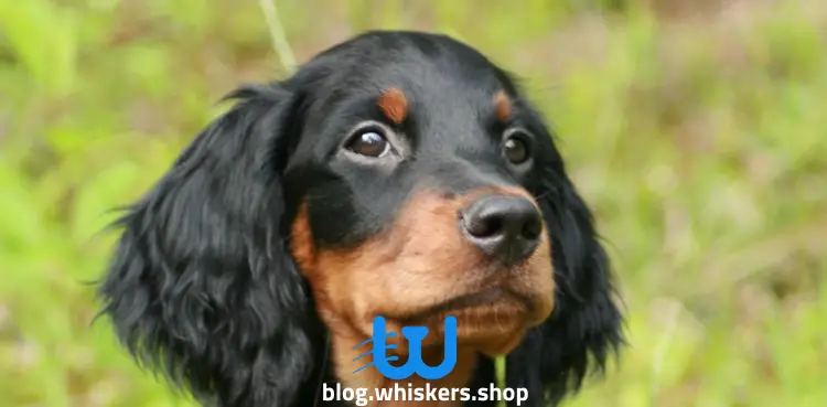 2 كل ما تريد معرفته عن كلب بلاك أند تان كونهاوند - معلومات، صور وأكثر 2 كل ما تريد معرفته عن كلب بلاك أند تان كونهاوند - معلومات، صور وأكثر