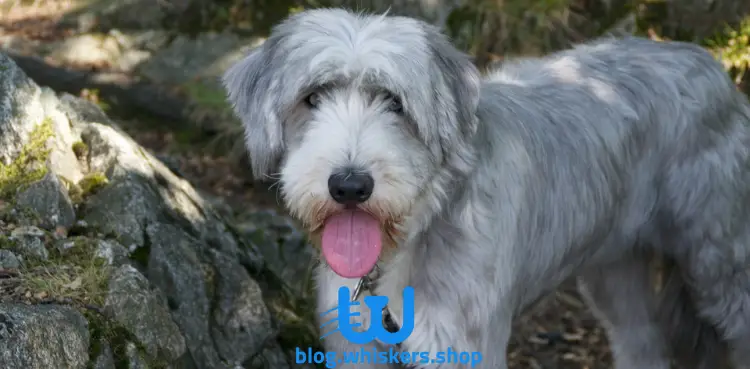 3 11 كل ما تريد معرفته عن كلب سبينوني إيطاليانو - معلومات، صور وأكثر 3 كل ما تريد معرفته عن كلب سبينوني إيطاليانو - معلومات، صور وأكثر