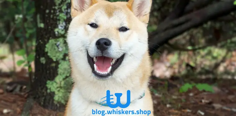 3 9 كل ما تريد معرفته عن كلب هوكايدو اينو - معلومات، صور وأكثر 3 كل ما تريد معرفته عن كلب هوكايدو اينو - معلومات، صور وأكثر