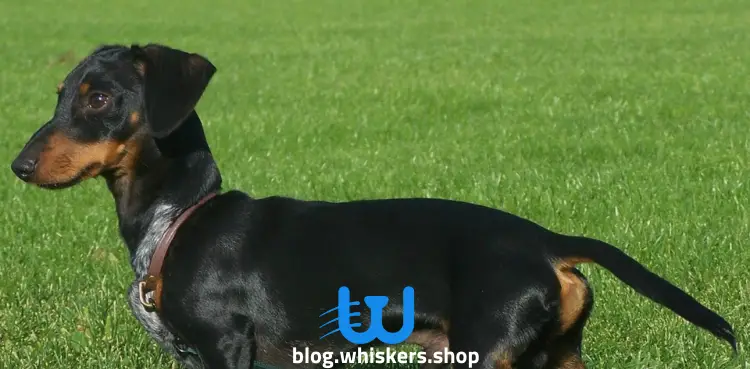 3 كل ما تريد معرفته عن كلب بلاك أند تان كونهاوند - معلومات، صور وأكثر 3 كل ما تريد معرفته عن كلب بلاك أند تان كونهاوند - معلومات، صور وأكثر