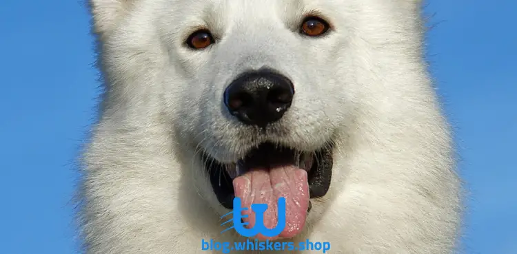 4 9 كل ما تريد معرفته عن كلب هوكايدو اينو - معلومات، صور وأكثر 4 كل ما تريد معرفته عن كلب هوكايدو اينو - معلومات، صور وأكثر