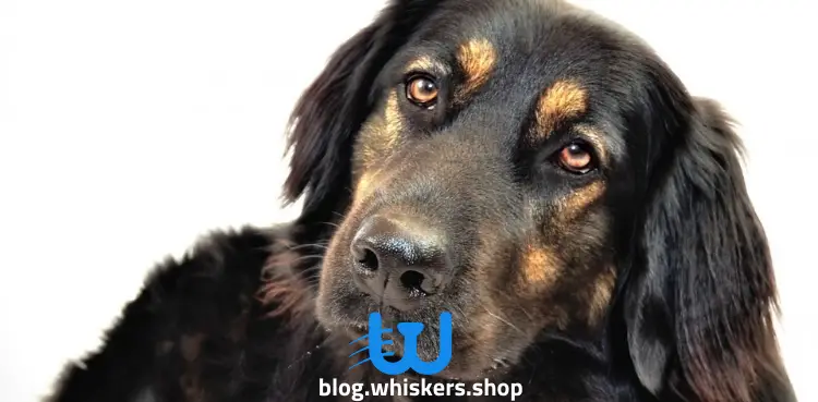 4 كل ما تريد معرفته عن كلب بلاك أند تان كونهاوند - معلومات، صور وأكثر 4 كل ما تريد معرفته عن كلب بلاك أند تان كونهاوند - معلومات، صور وأكثر