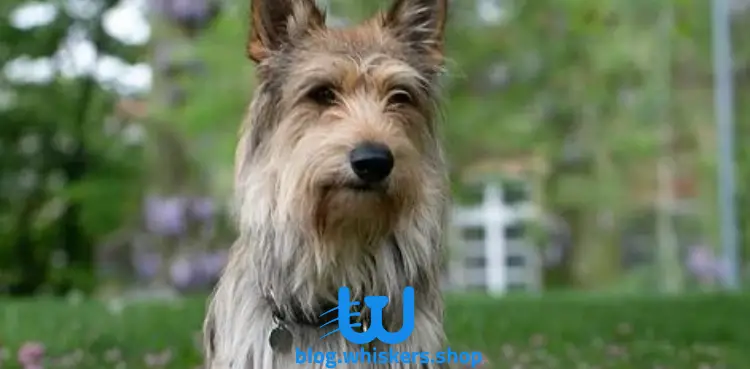 8 8 كل ما تريد معرفته عن كلب بيرجر بيكارد - معلومات، صور وأكثر 1 كل ما تريد معرفته عن كلب بيرجر بيكارد - معلومات، صور وأكثر