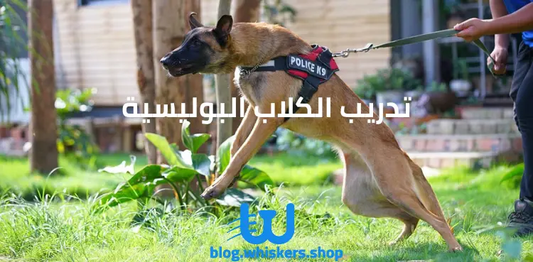 تدريب الكلاب البوليسية